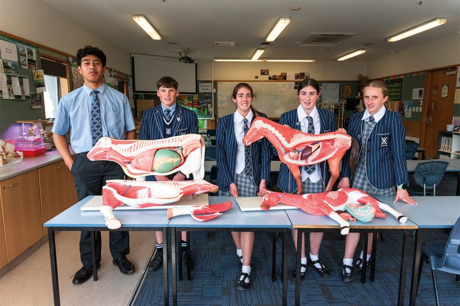 Five St Andrew's College students at an Agriscience class, learning about the cow and the horse's anatomy.