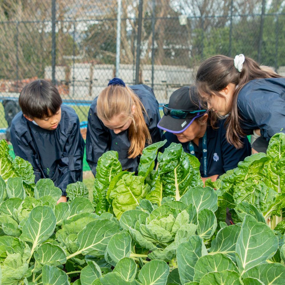 Preparatory students working in the vegetable garden.