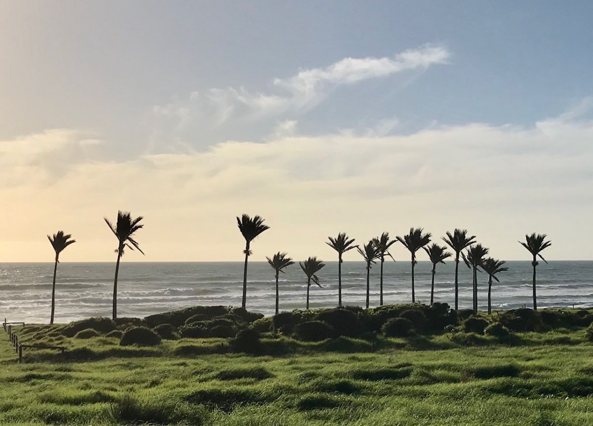 Nikau Palms next to a beach