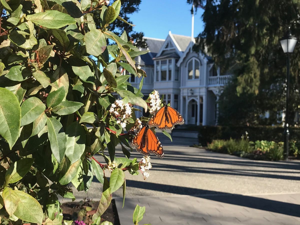 Strowan House with monarch butterflies