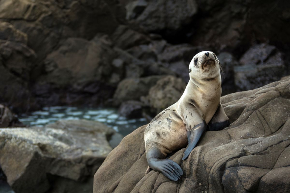 seal on a rock