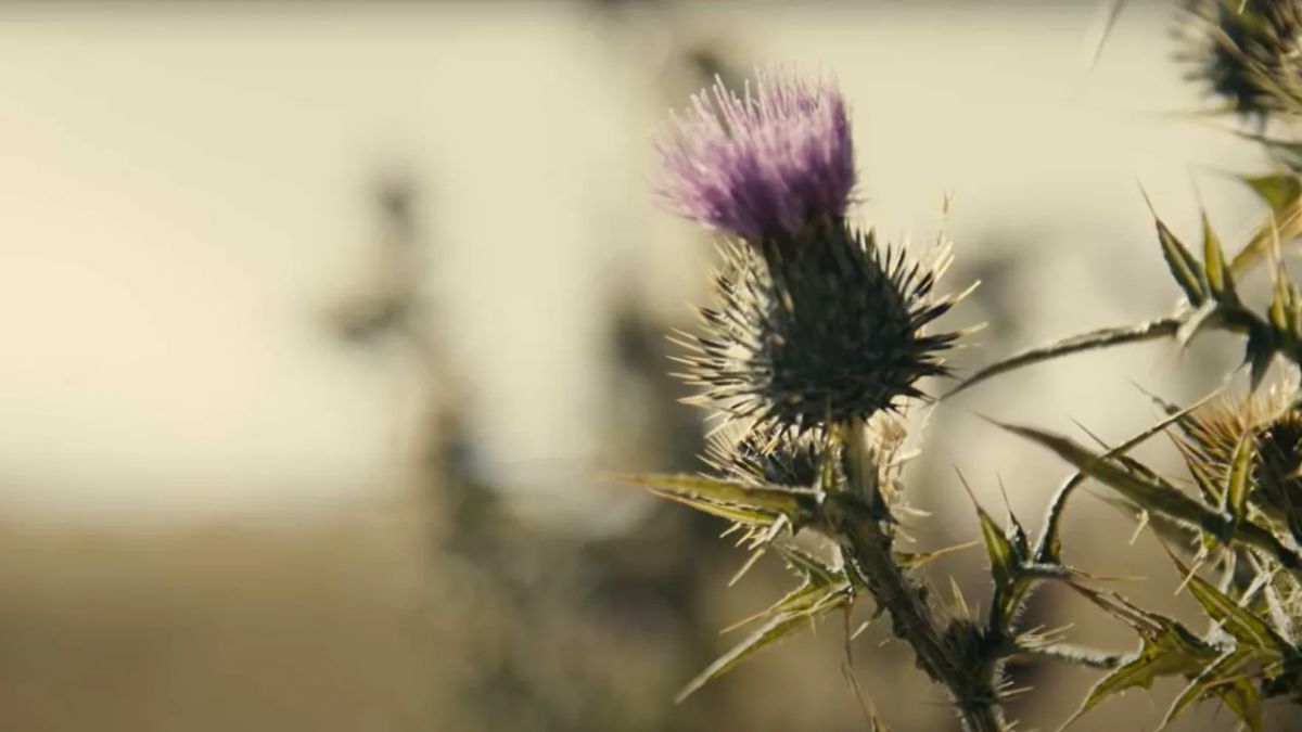 Spirit of St Andrew's video thumbnail of a purple thistle
