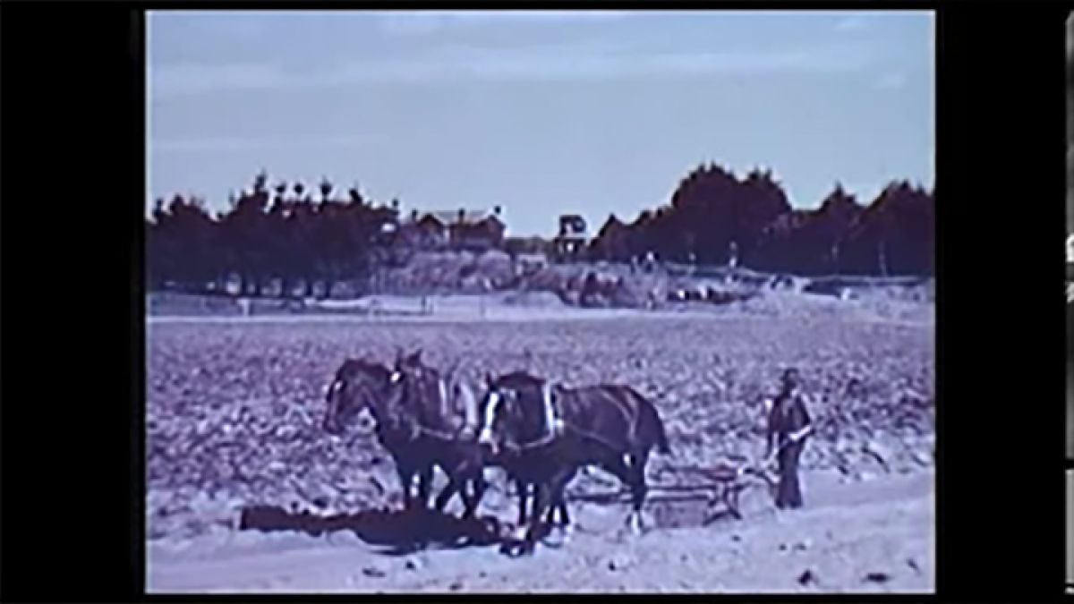 Vintage reel thumbnail horses ploughing fields in early 1900s